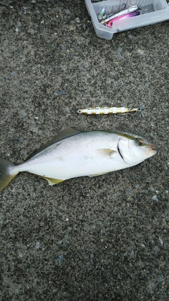 ショッコの釣果