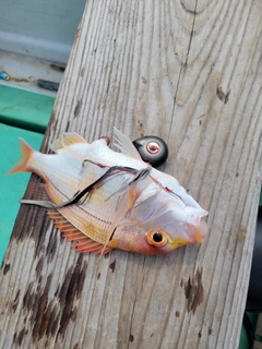 レンコダイの釣果