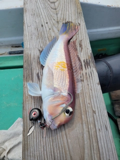 アマダイの釣果