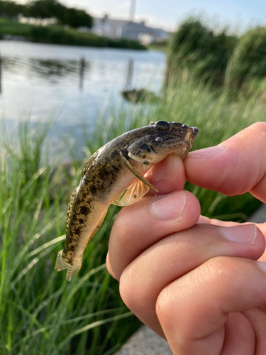 マハゼの釣果