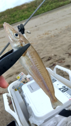 キスの釣果