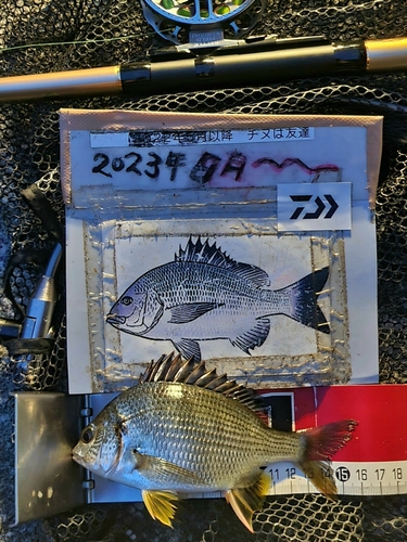 キチヌの釣果