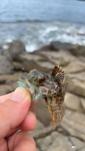 アナハゼの釣果