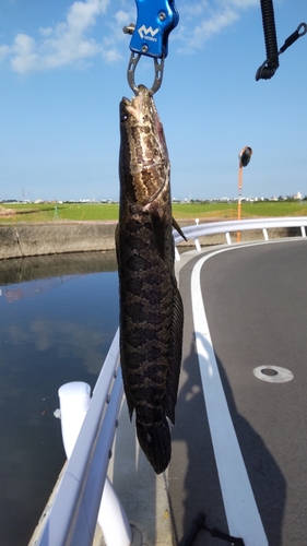 カムルチーの釣果