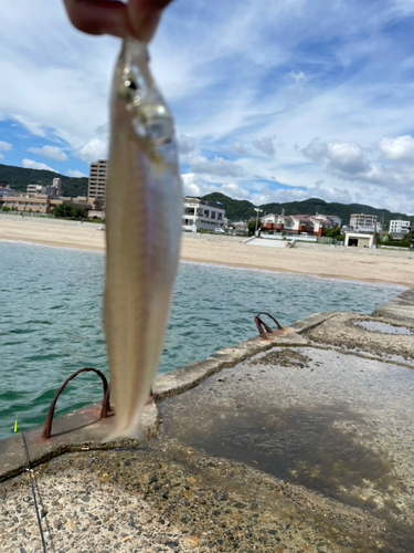 キスの釣果