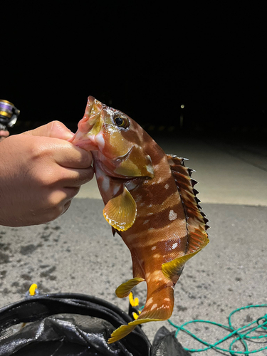 アカハタの釣果