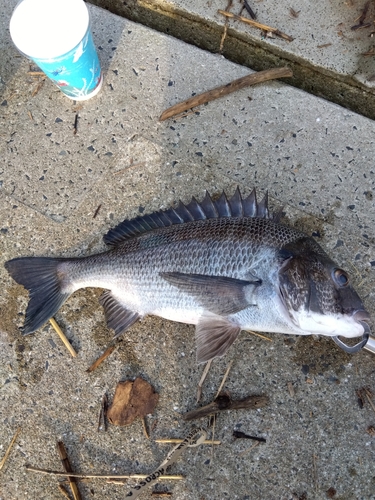 チヌの釣果