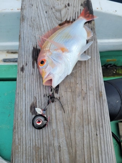 レンコダイの釣果