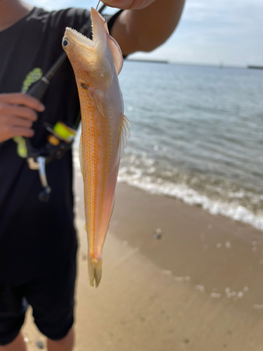 エソの釣果