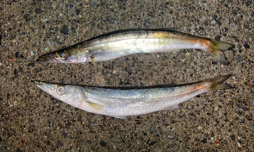 カマスの釣果