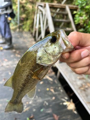 ラージマウスバスの釣果