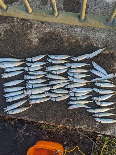 サバの釣果