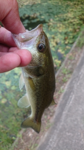 ラージマウスバスの釣果