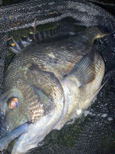 クロダイの釣果