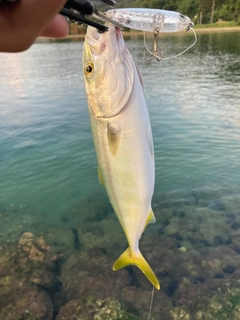 ヤズの釣果