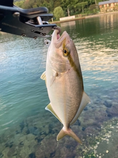 シオの釣果