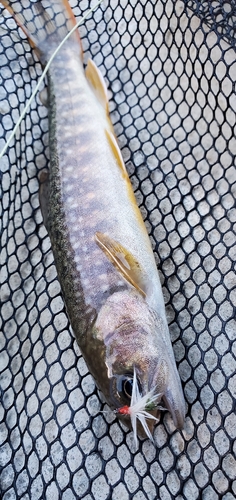 イワナの釣果