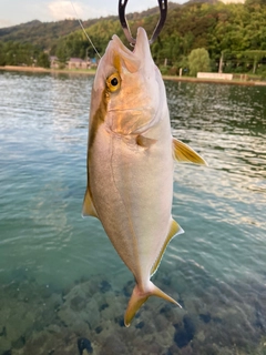 シオの釣果