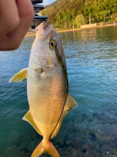 シオの釣果