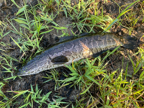 ライギョの釣果