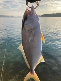 シオの釣果