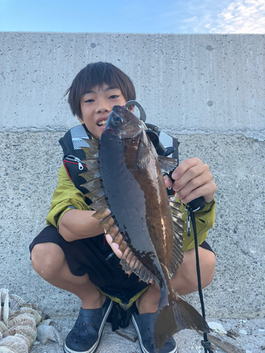 アイゴの釣果