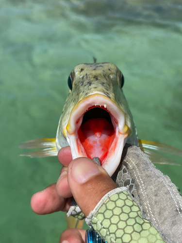 ムネアカクチビの釣果