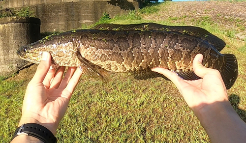 ライギョの釣果