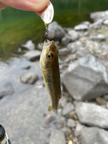 アブラハヤの釣果