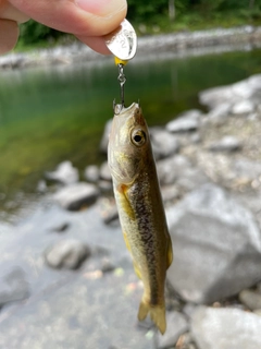 アブラハヤの釣果