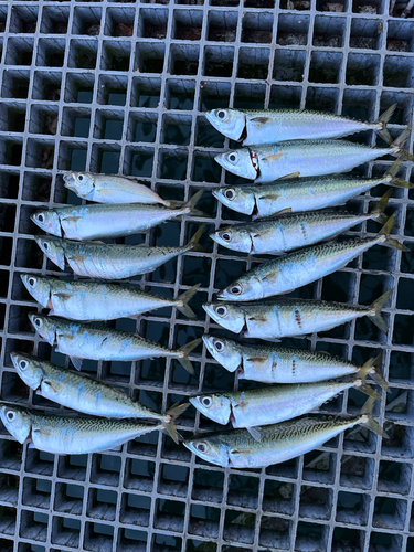 サバの釣果