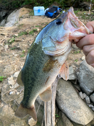 ブラックバスの釣果