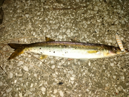 カマスの釣果