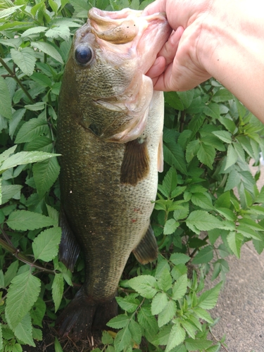 ブラックバスの釣果