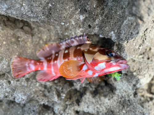 アカハタの釣果