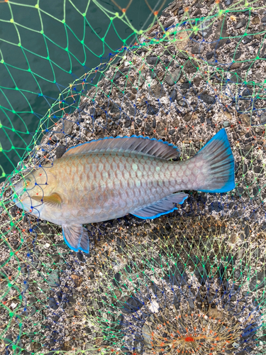 アオブダイの釣果