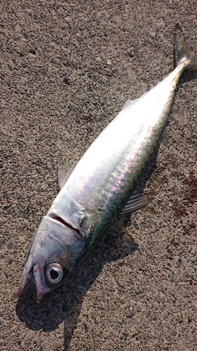 サバの釣果