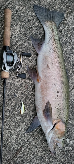 ニジマスの釣果