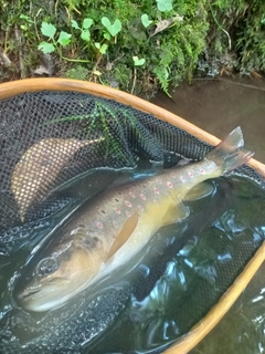 ブラウントラウトの釣果