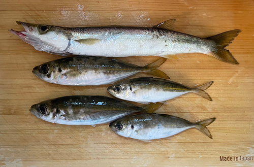 アジの釣果