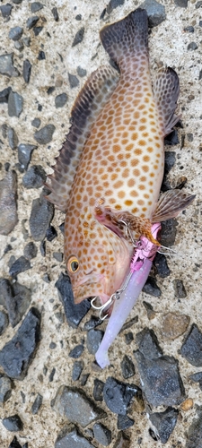 オオモンハタの釣果