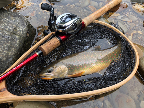 オショロコマの釣果