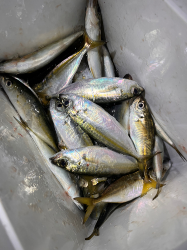 マルアジの釣果