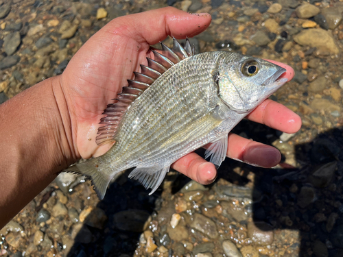 ミナミクロダイの釣果