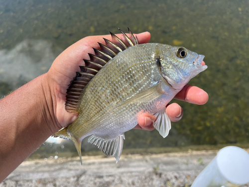 ミナミクロダイの釣果