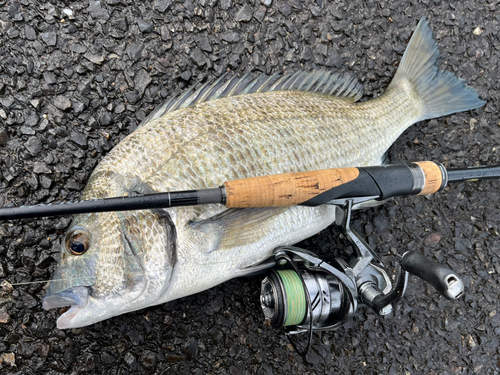 ミナミクロダイの釣果