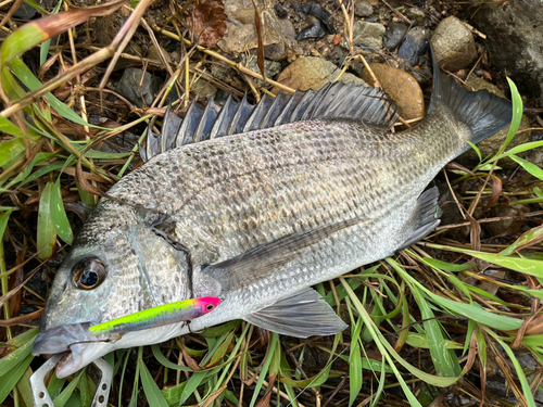 ミナミクロダイの釣果