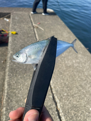 イケカツオの釣果