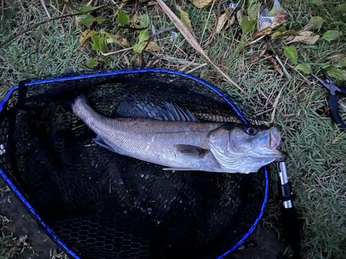 スズキの釣果