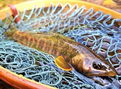 オショロコマの釣果